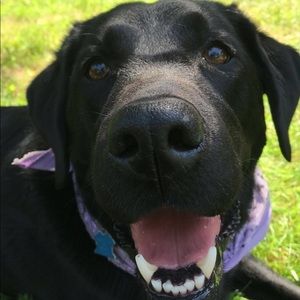 Meet your Posher, Rose